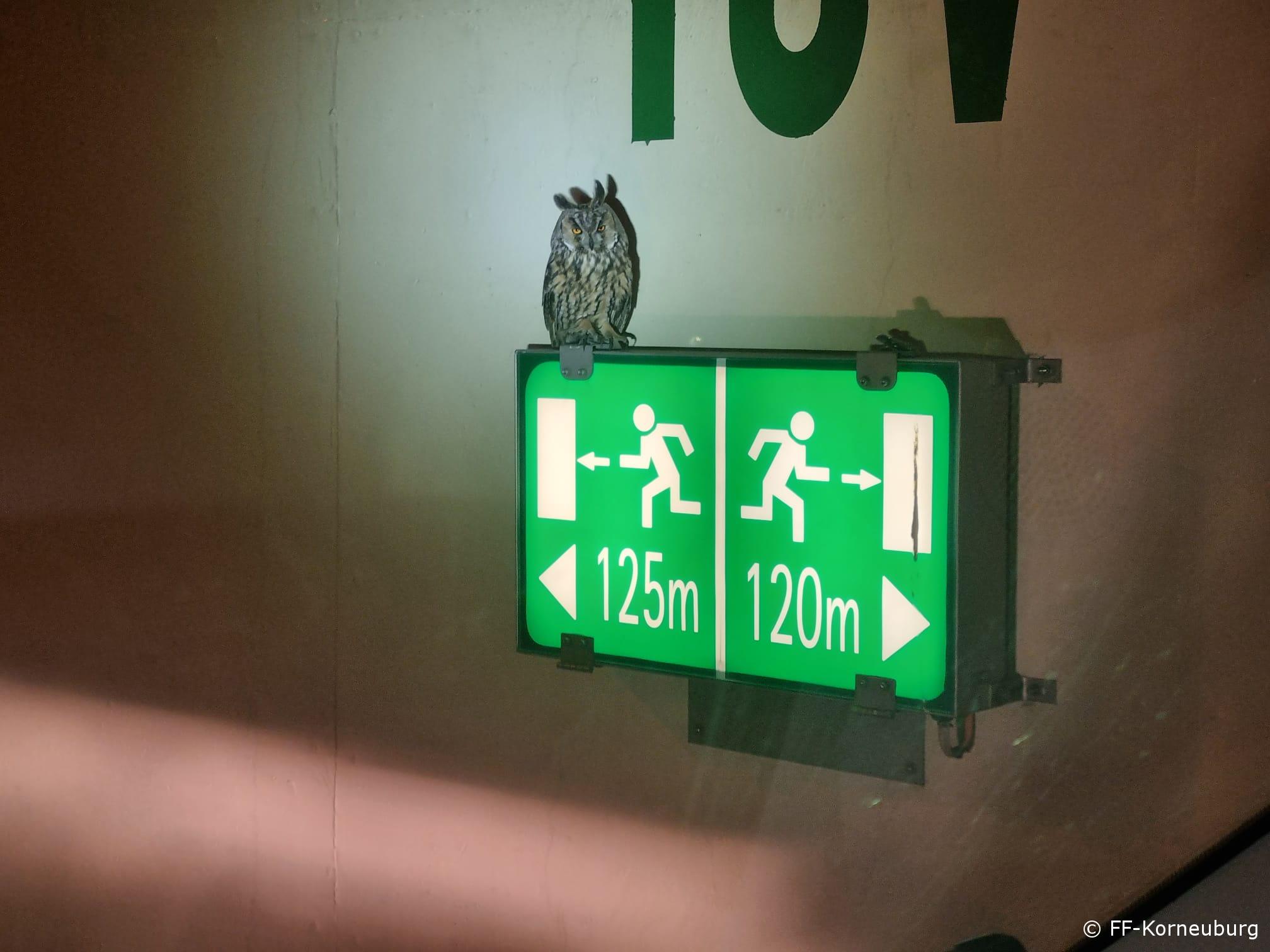 Tierrettung – Eule im Tunnel Stetten
